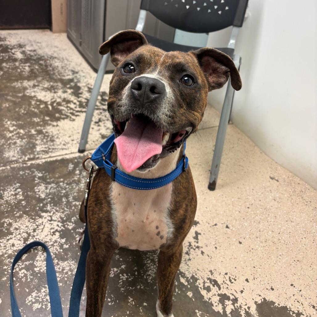Enlarge Moose Tracks, a Adoptable Pit Bull Terrier in Columbia, MO image 2/2