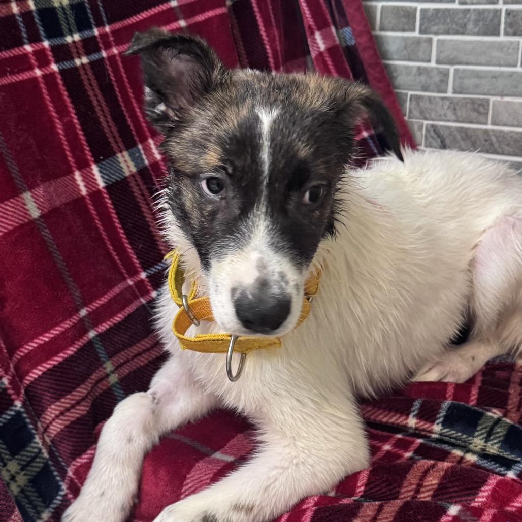 Enlarge Dopey, a Adoptable Mixed Breed in Inwood, WV image 1/1