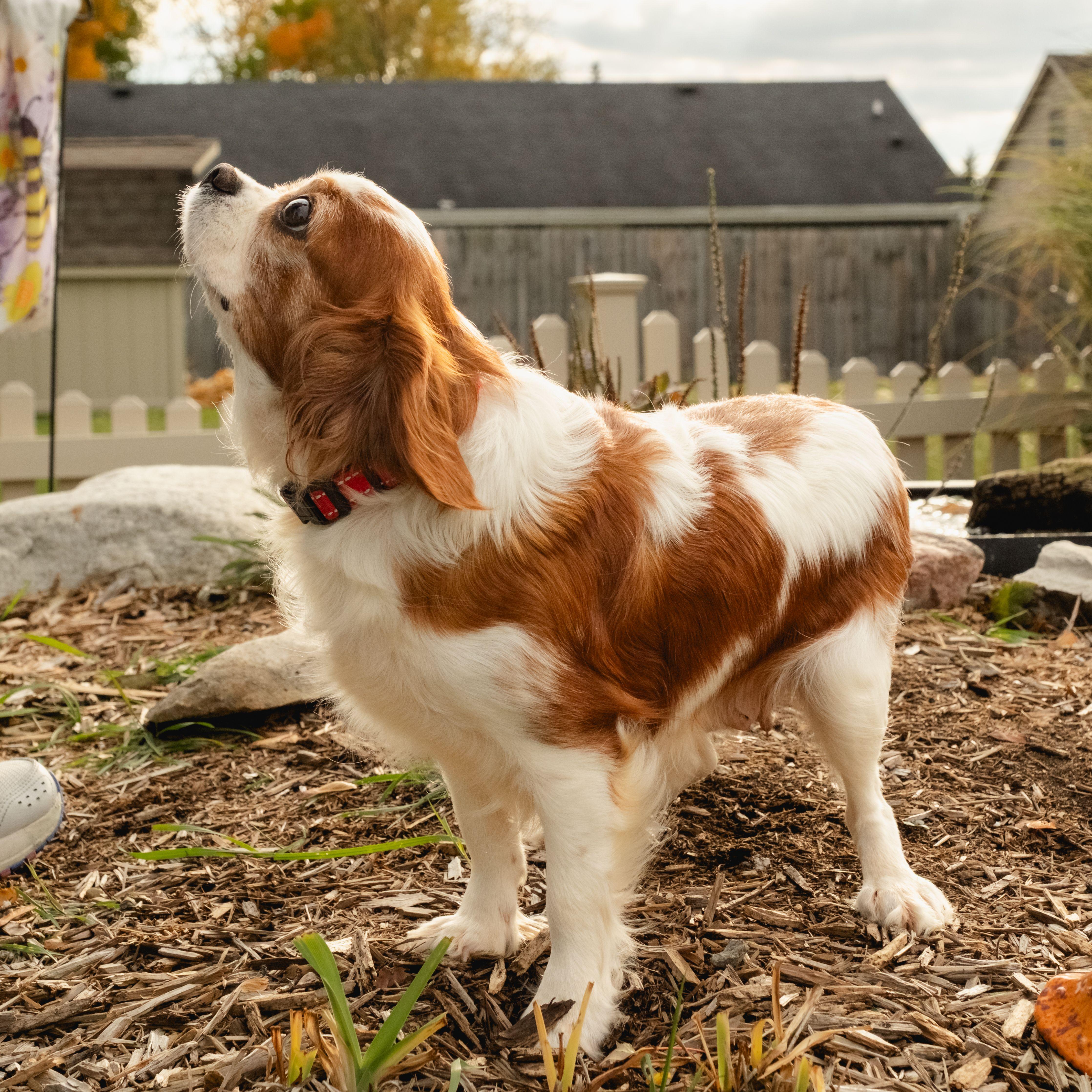 Enlarge Daisy, a Adopted Cavalier King Charles Spaniel in Fort Wayne, IN image 1/4
