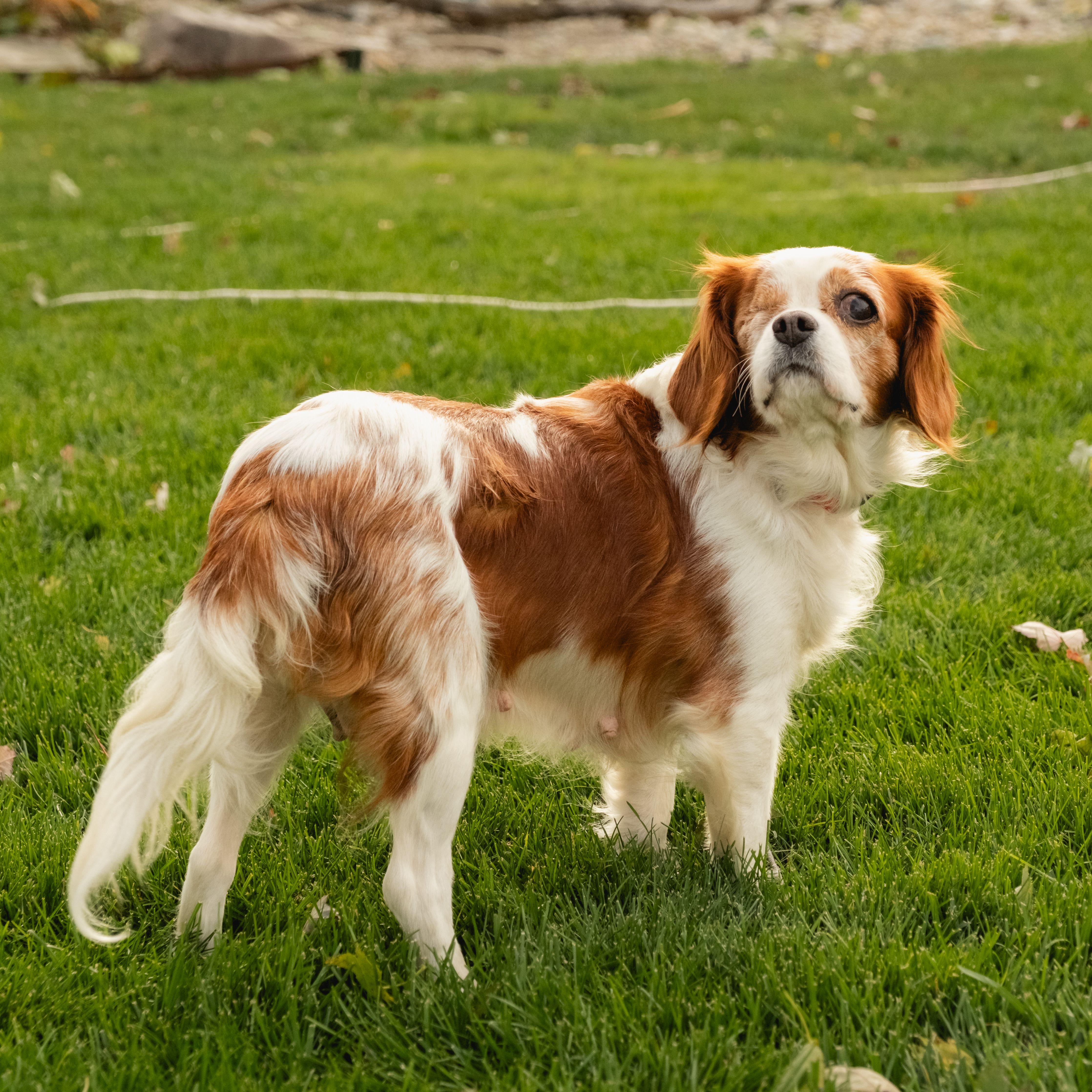 Enlarge Daisy, a Adopted Cavalier King Charles Spaniel in Fort Wayne, IN image 2/4