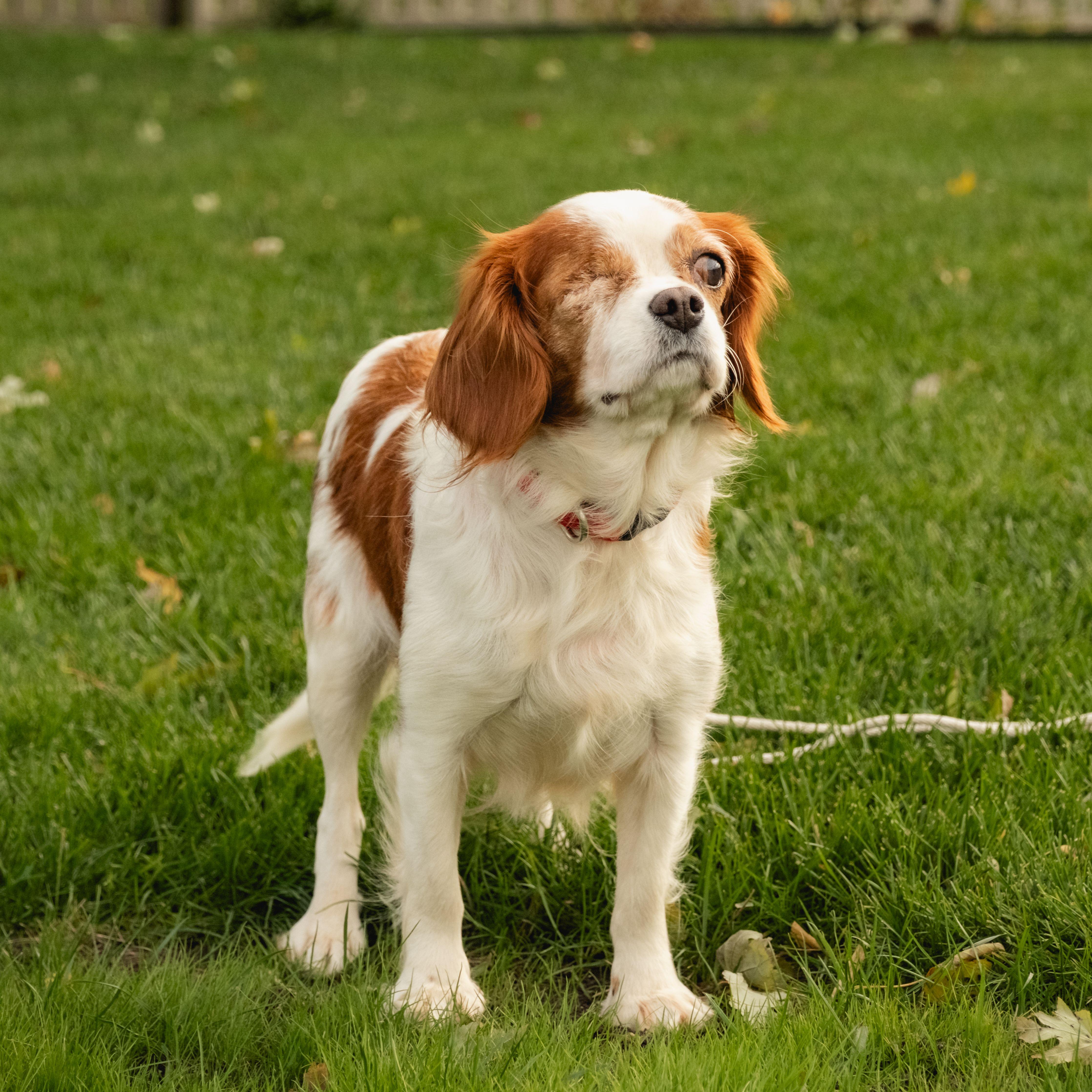 Enlarge Daisy, a Adopted Cavalier King Charles Spaniel in Fort Wayne, IN image 3/4