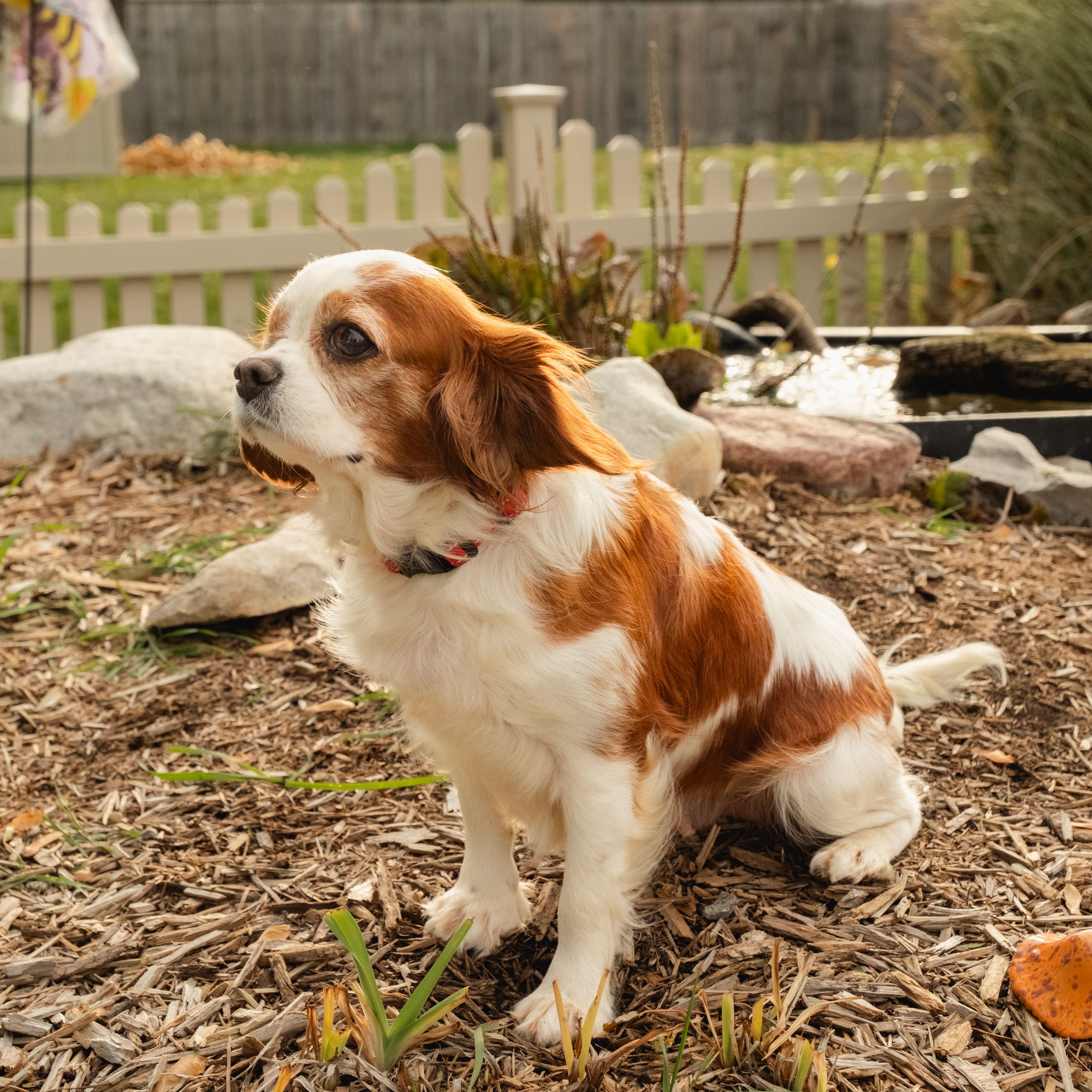 Enlarge Daisy, a Adopted Cavalier King Charles Spaniel in Fort Wayne, IN image 4/4