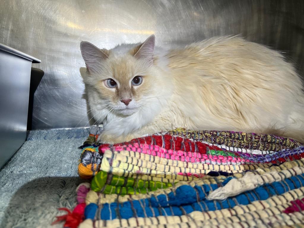 Enlarge Ellie, a Adoptable mixed breed in Murray, KY image 1/1