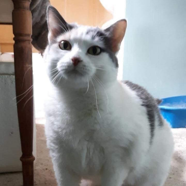 Shanney, Adoptable, Adult Female Domestic Short Hair.
