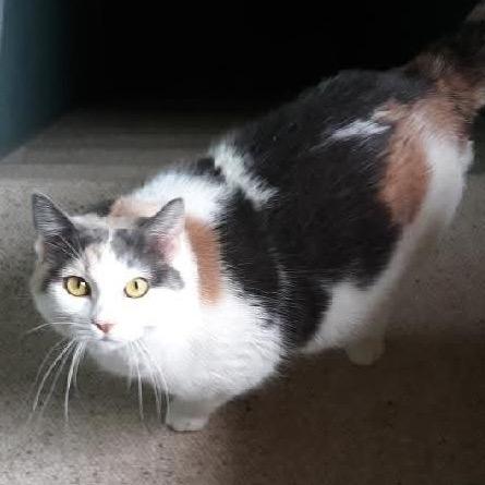 Enlarge Shanney, a Adoptable Domestic Short Hair in LYLE, MN image 2/2