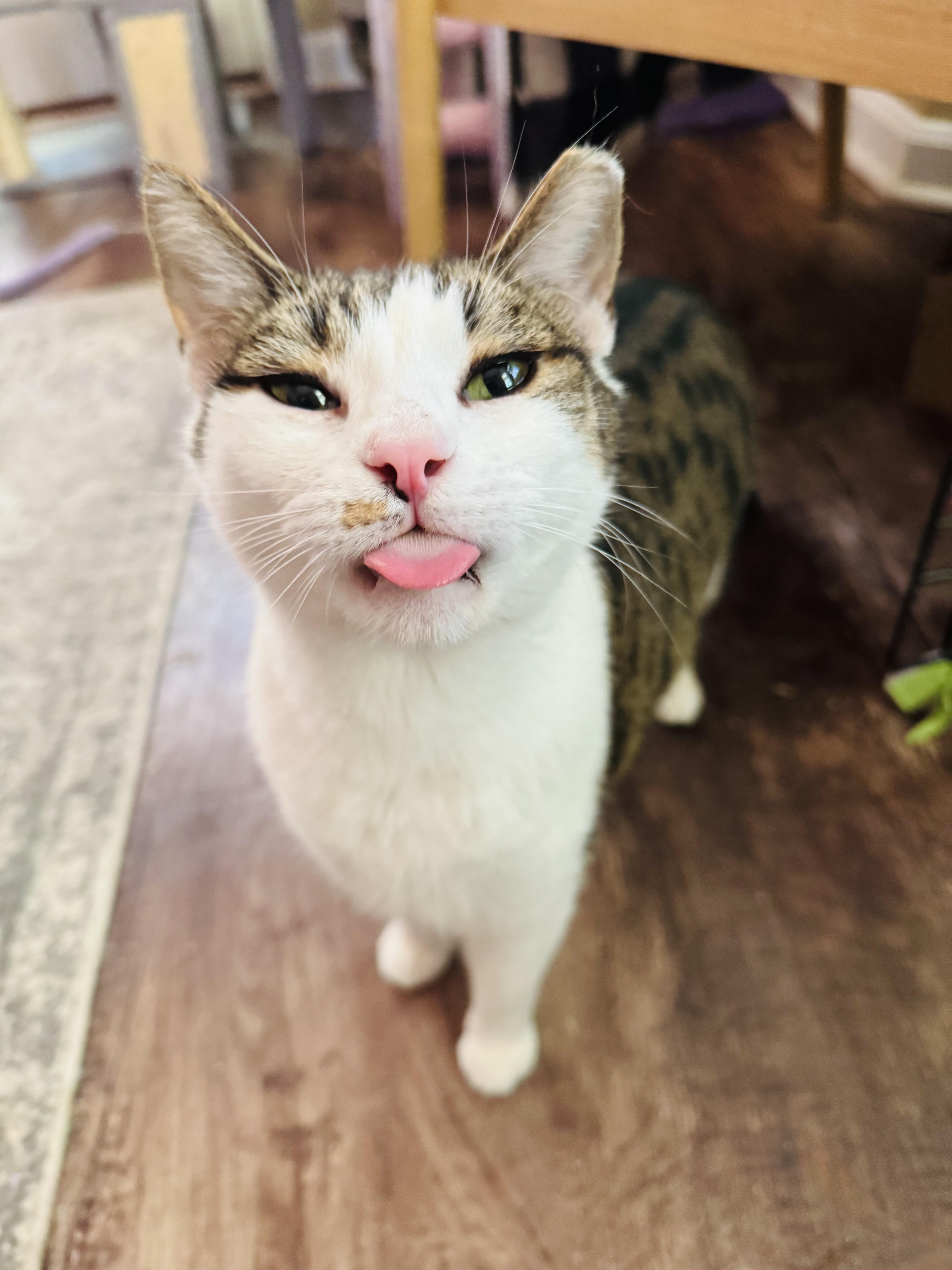Enlarge Crockpot, a ADOPTABLE mixed breed in Mooresville, NC image 6/6