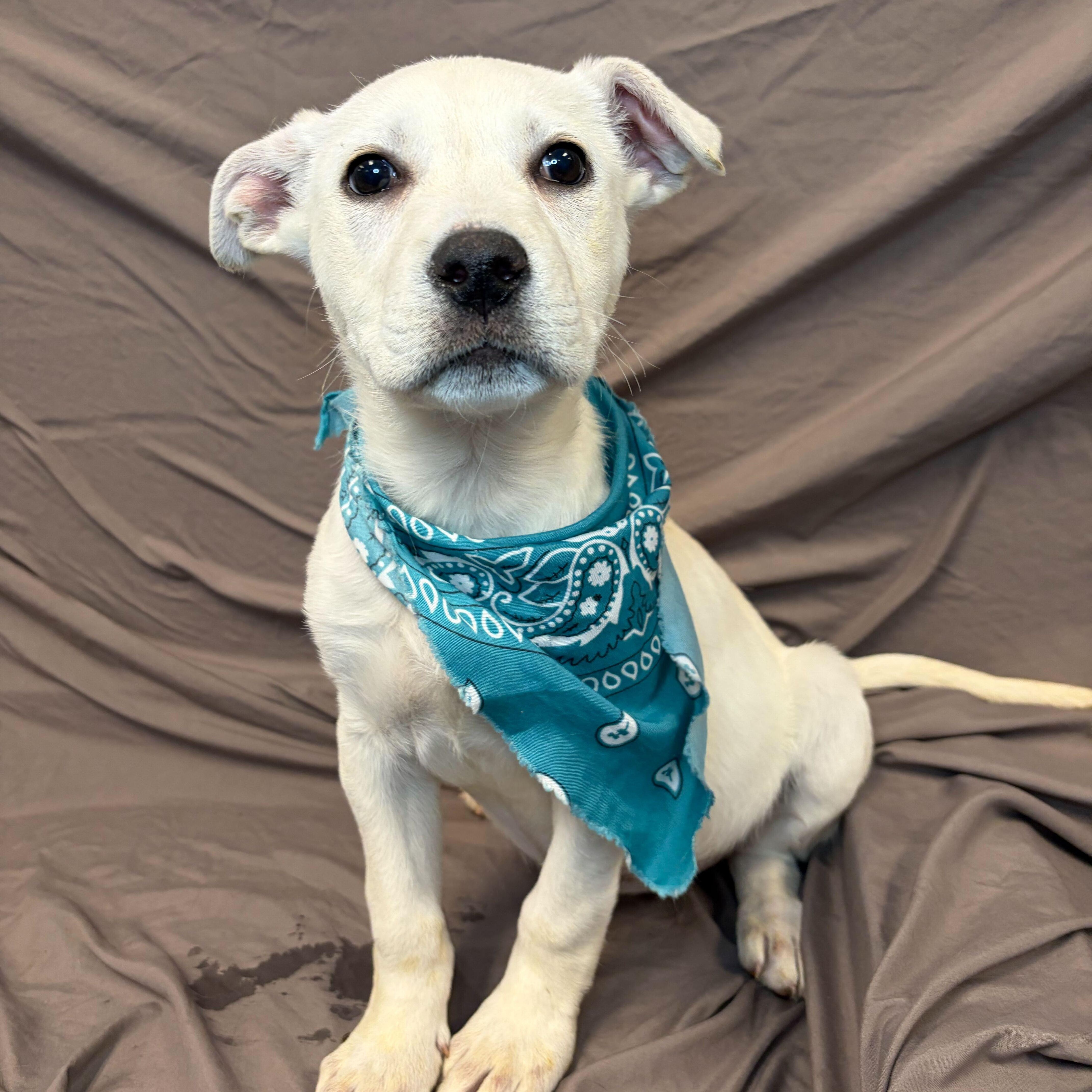 Robin, adoptable, Puppy Female Mixed Breed.