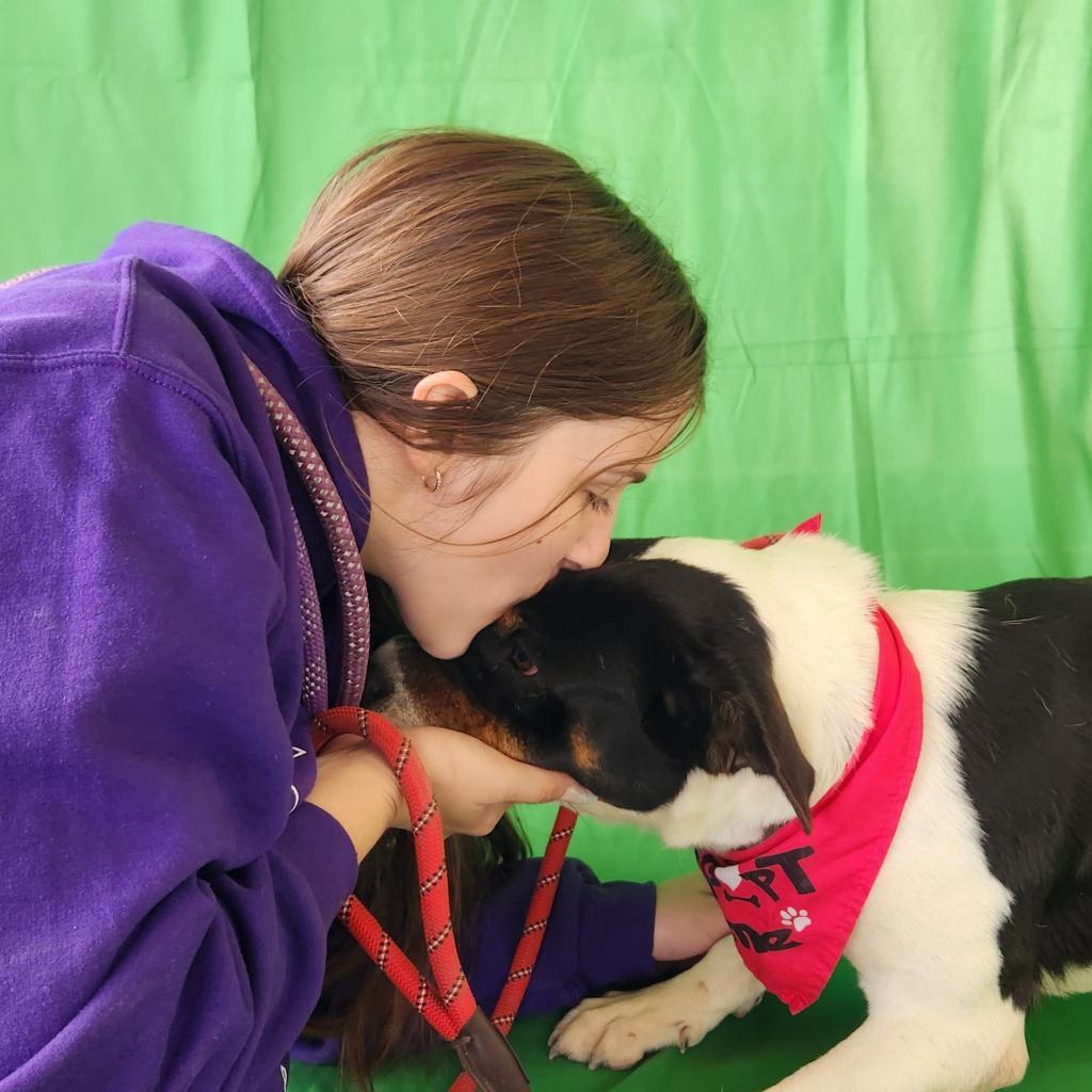 Miss Bea JuM/HS, a Adoptable mixed breed in Cheektowaga, NY image 2/6