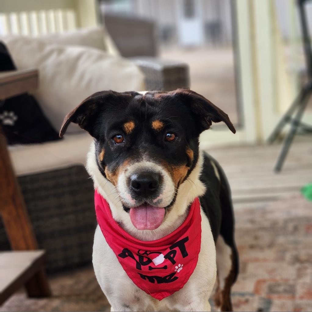 Miss Bea JuM/HS, a Adoptable mixed breed in Cheektowaga, NY image 1/6
