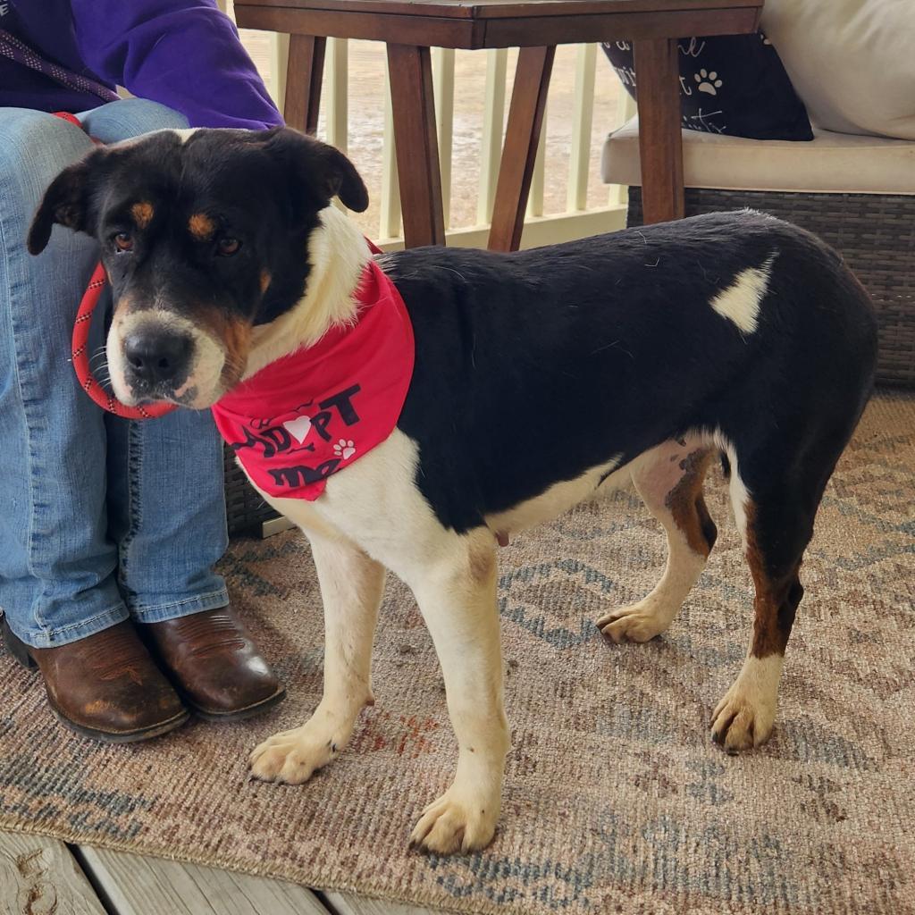 Miss Bea JuM/HS, a Adoptable mixed breed in Cheektowaga, NY image 3/6