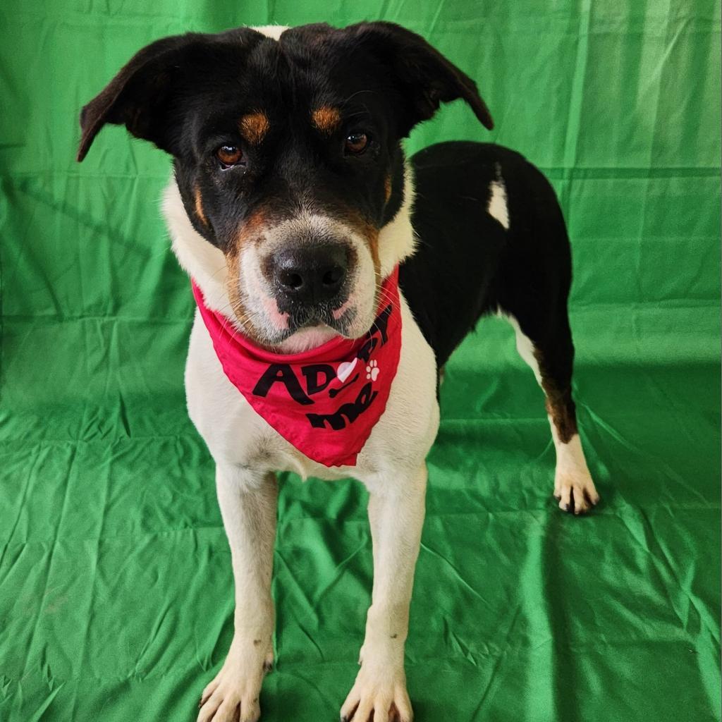 Miss Bea JuM/HS, a Adoptable mixed breed in Cheektowaga, NY image 4/6