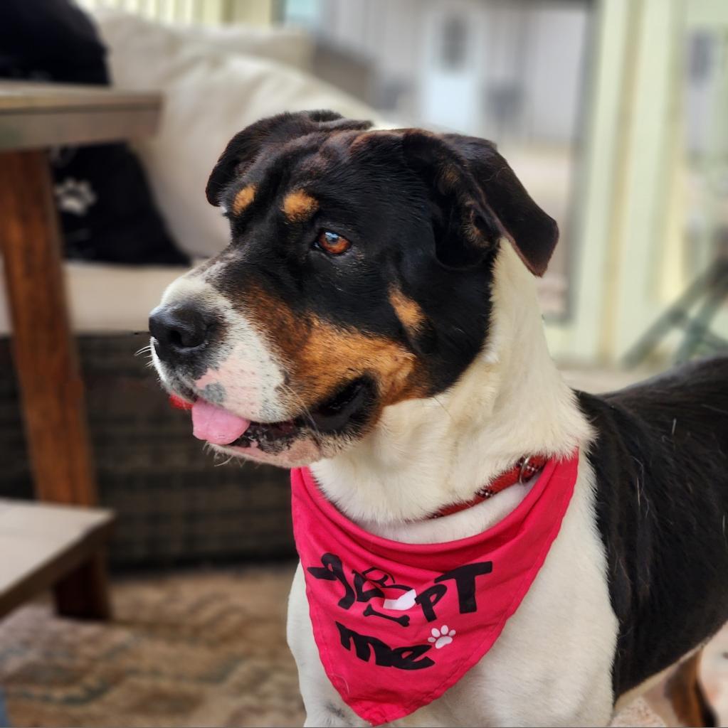 Miss Bea JuM/HS, a Adoptable mixed breed in Cheektowaga, NY image 5/6