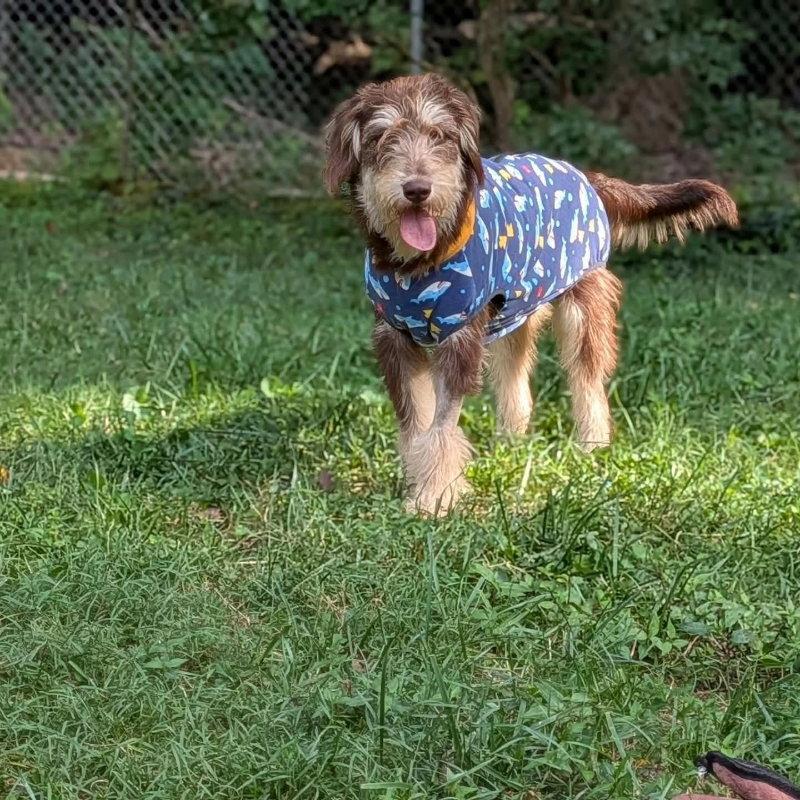 Breeze * Adoption Pending*, Adoptable, Young Female Standard Poodle.