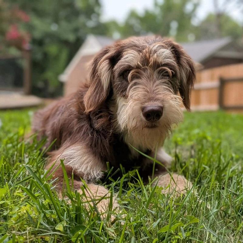 Enlarge Breeze * Adoption Pending*, a Adoptable Standard Poodle in Fairfax, VA image 2/2
