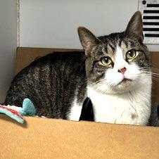 Enlarge Reuben, a Adoptable Domestic Short Hair in Novelty, OH image 1/4