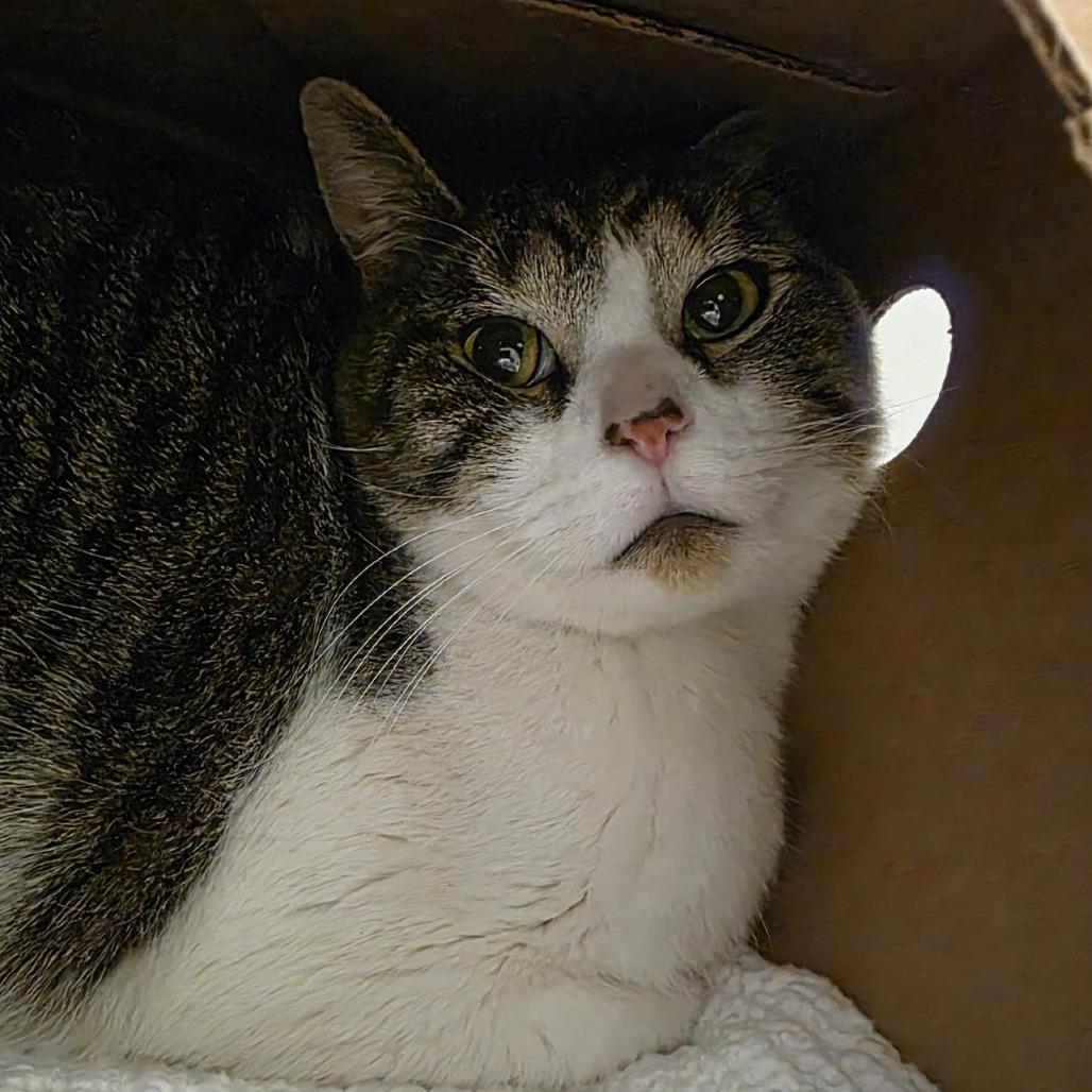 Enlarge Reuben, a Adoptable Domestic Short Hair in Novelty, OH image 2/4