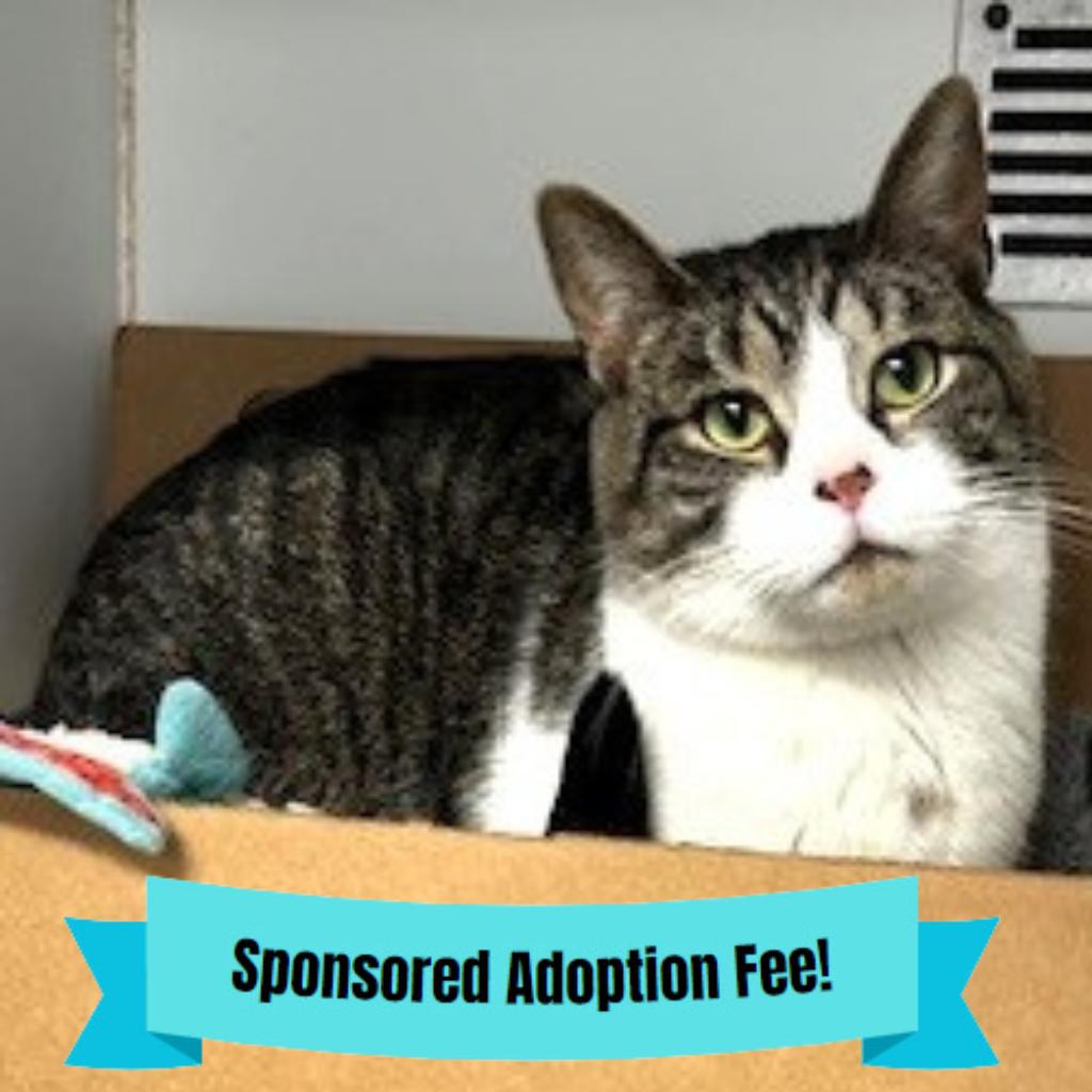 Enlarge Reuben, a Adoptable Domestic Short Hair in Novelty, OH image 3/4