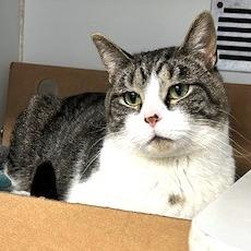 Enlarge Reuben, a Adoptable Domestic Short Hair in Novelty, OH image 4/4