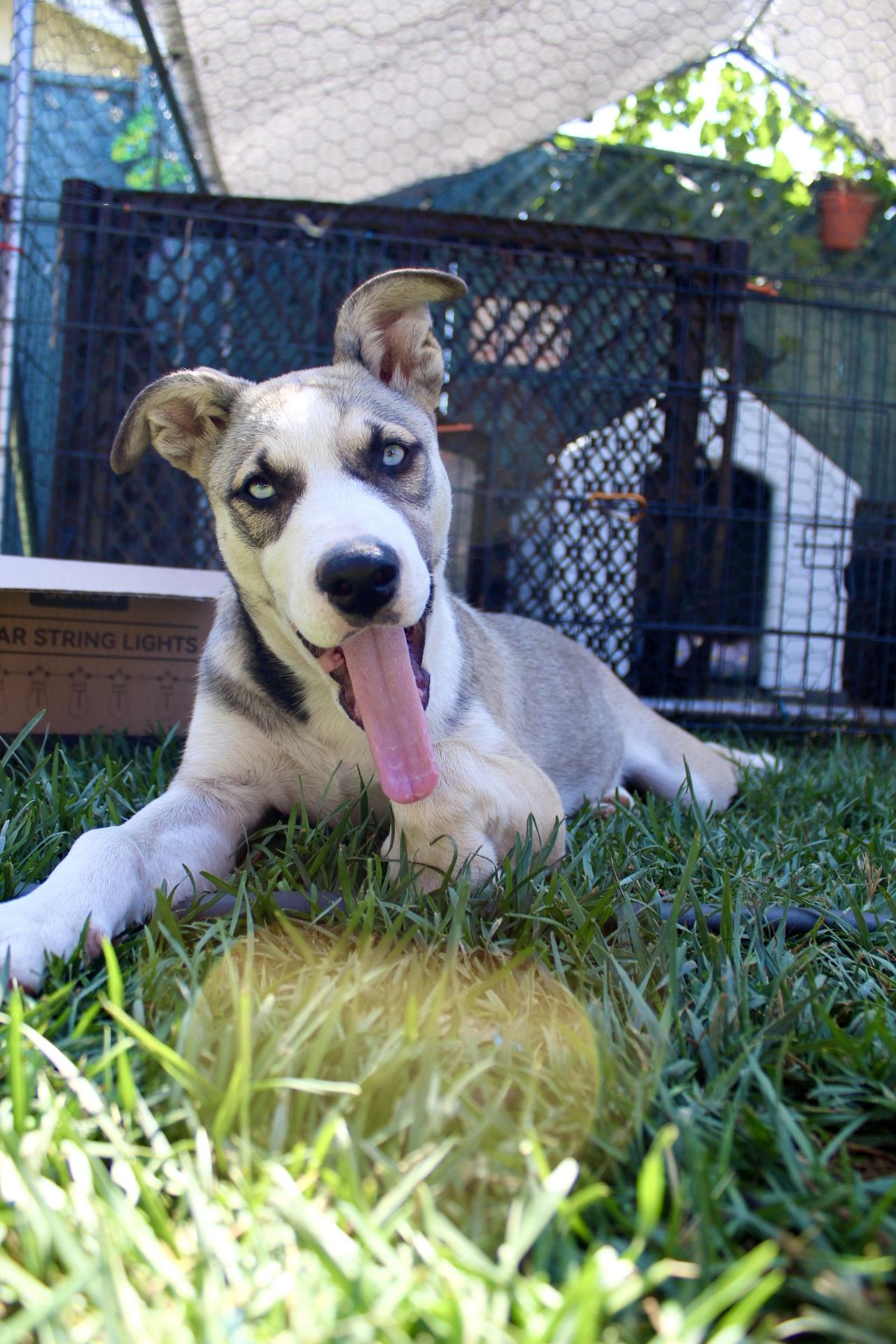 Thelma, a Adopted mixed breed in Rialto, CA image 1/4
