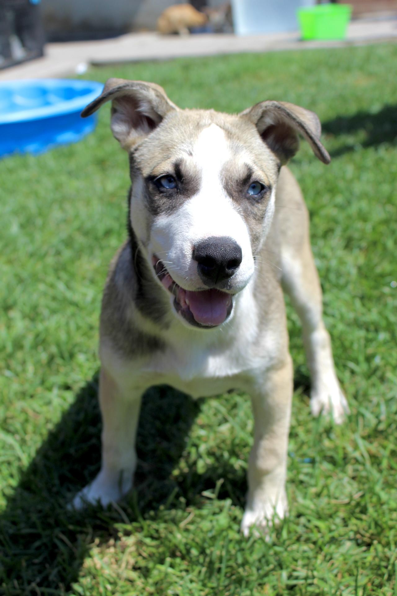 Thelma, a Adopted mixed breed in Rialto, CA image 2/4