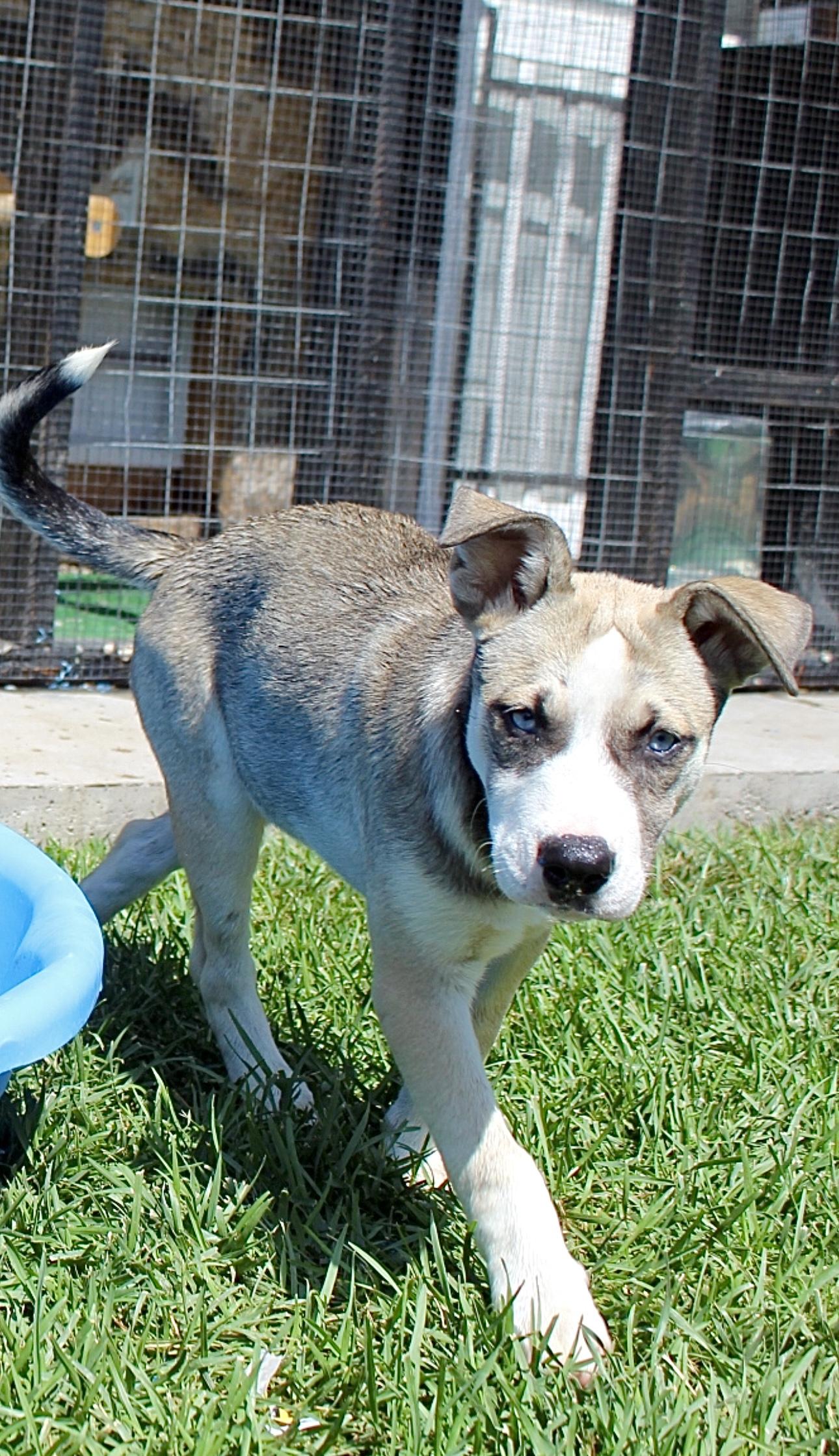 Thelma, a Adopted mixed breed in Rialto, CA image 3/4