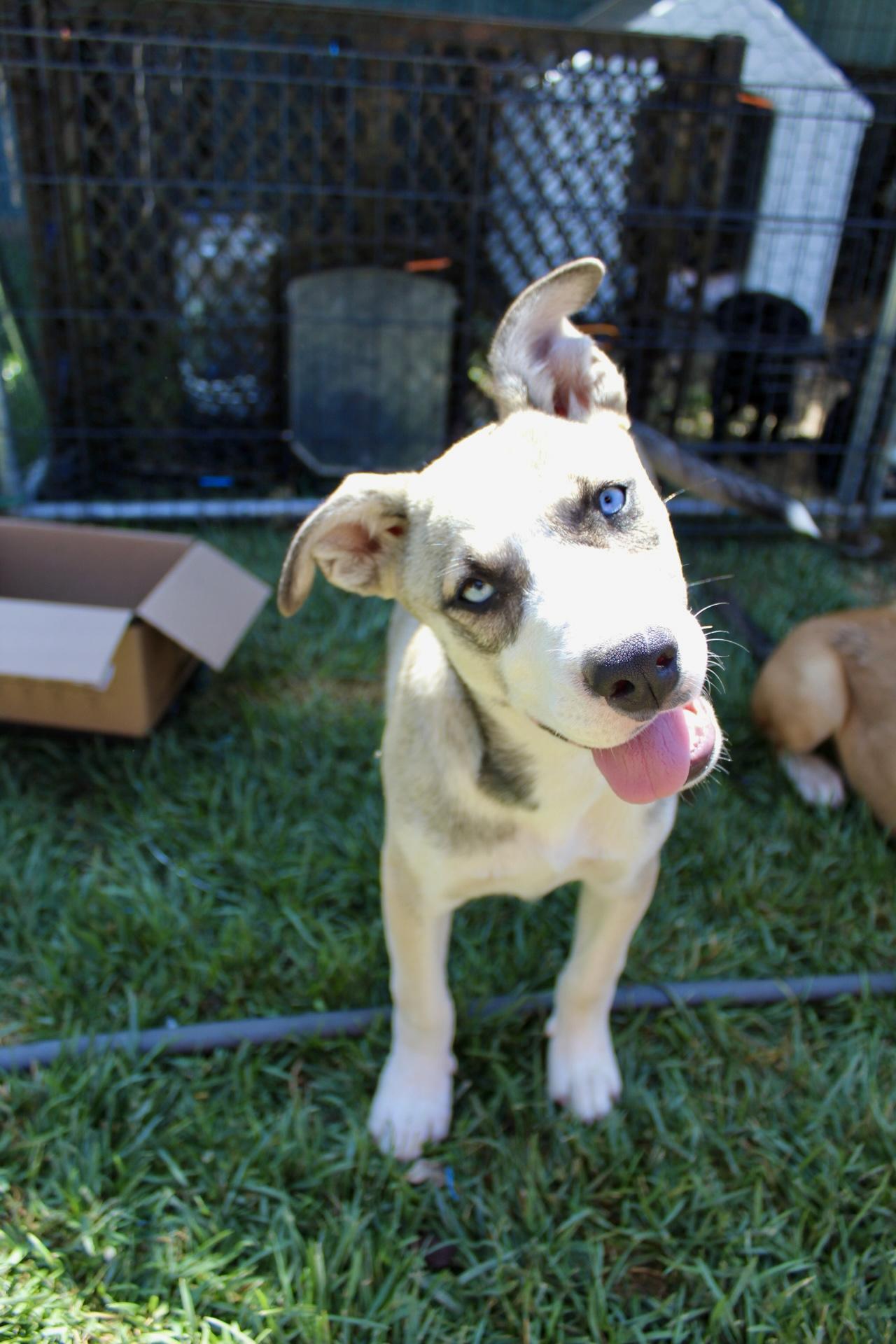Thelma, a Adopted mixed breed in Rialto, CA image 4/4