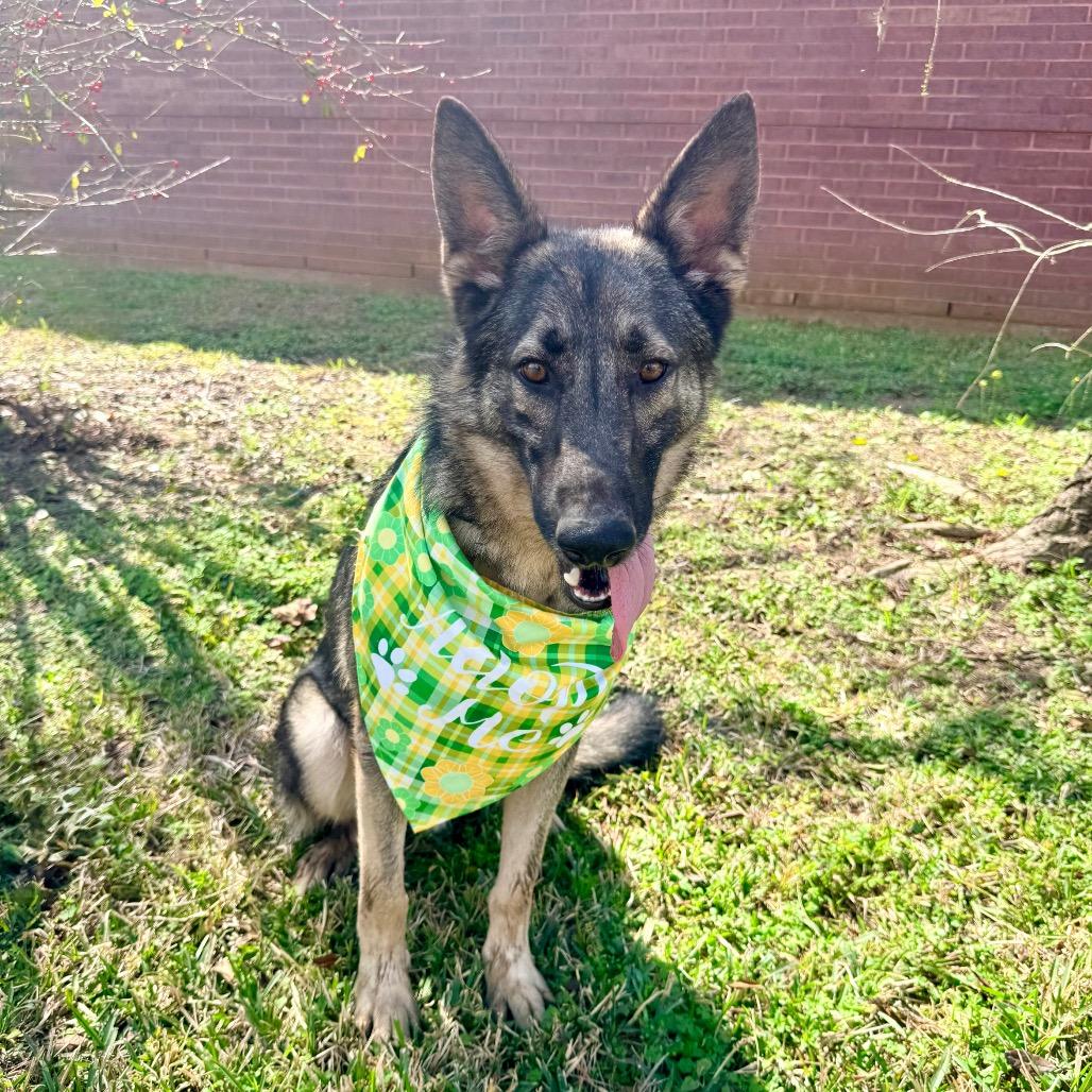 Pinenut — thumbnail 5