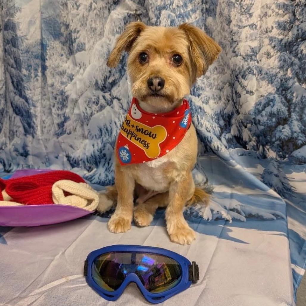 Nikko, Adoptable, Senior Male Yorkshire Terrier & Mixed Breed.