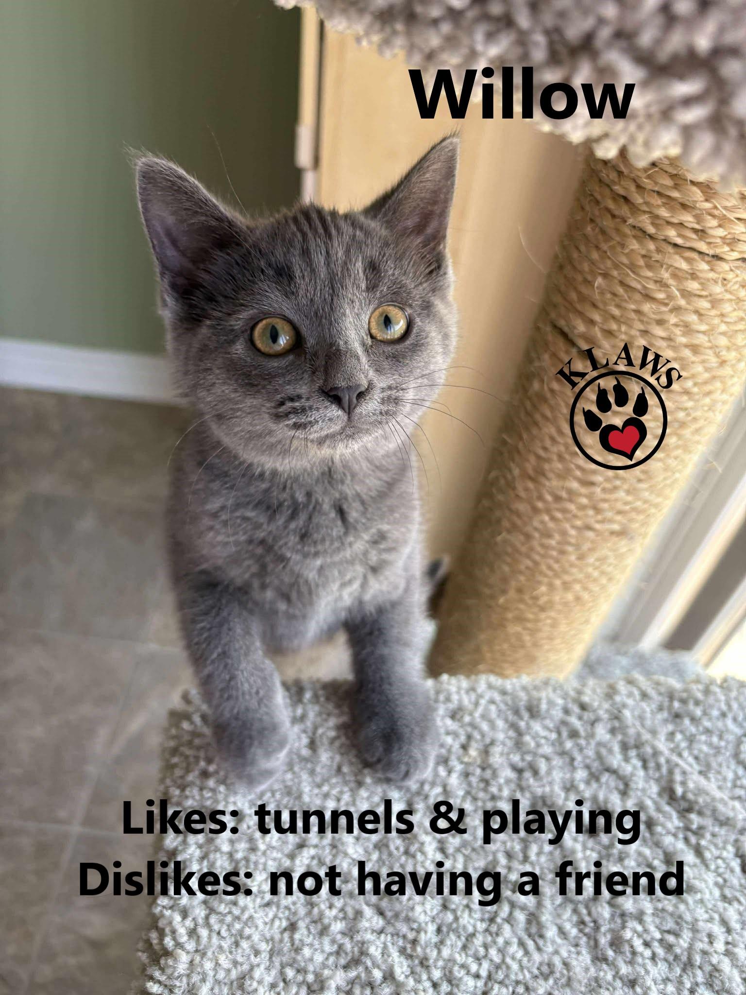 Willow, Adoptable, Kitten Female Domestic Short Hair.