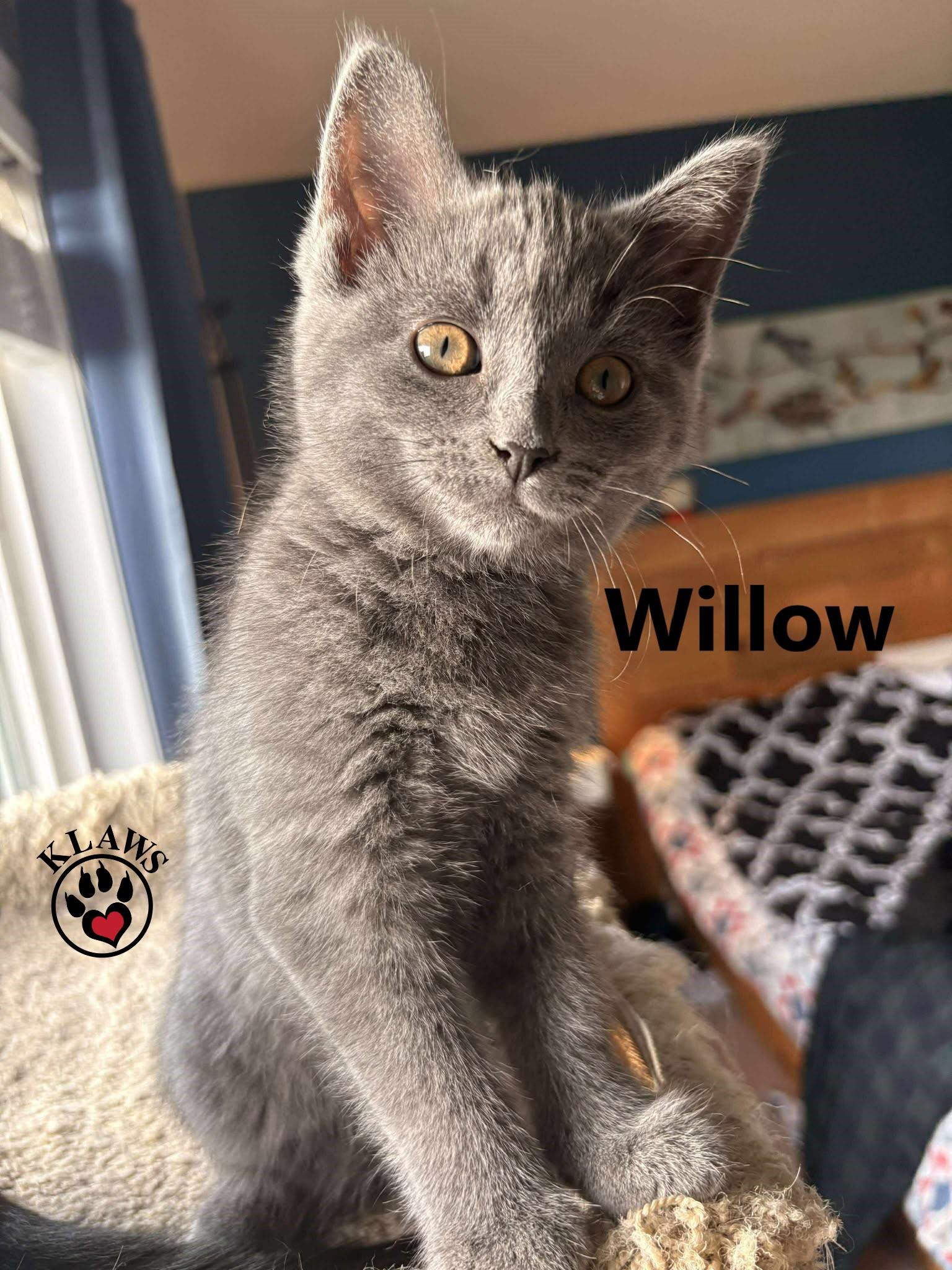 Willow 2