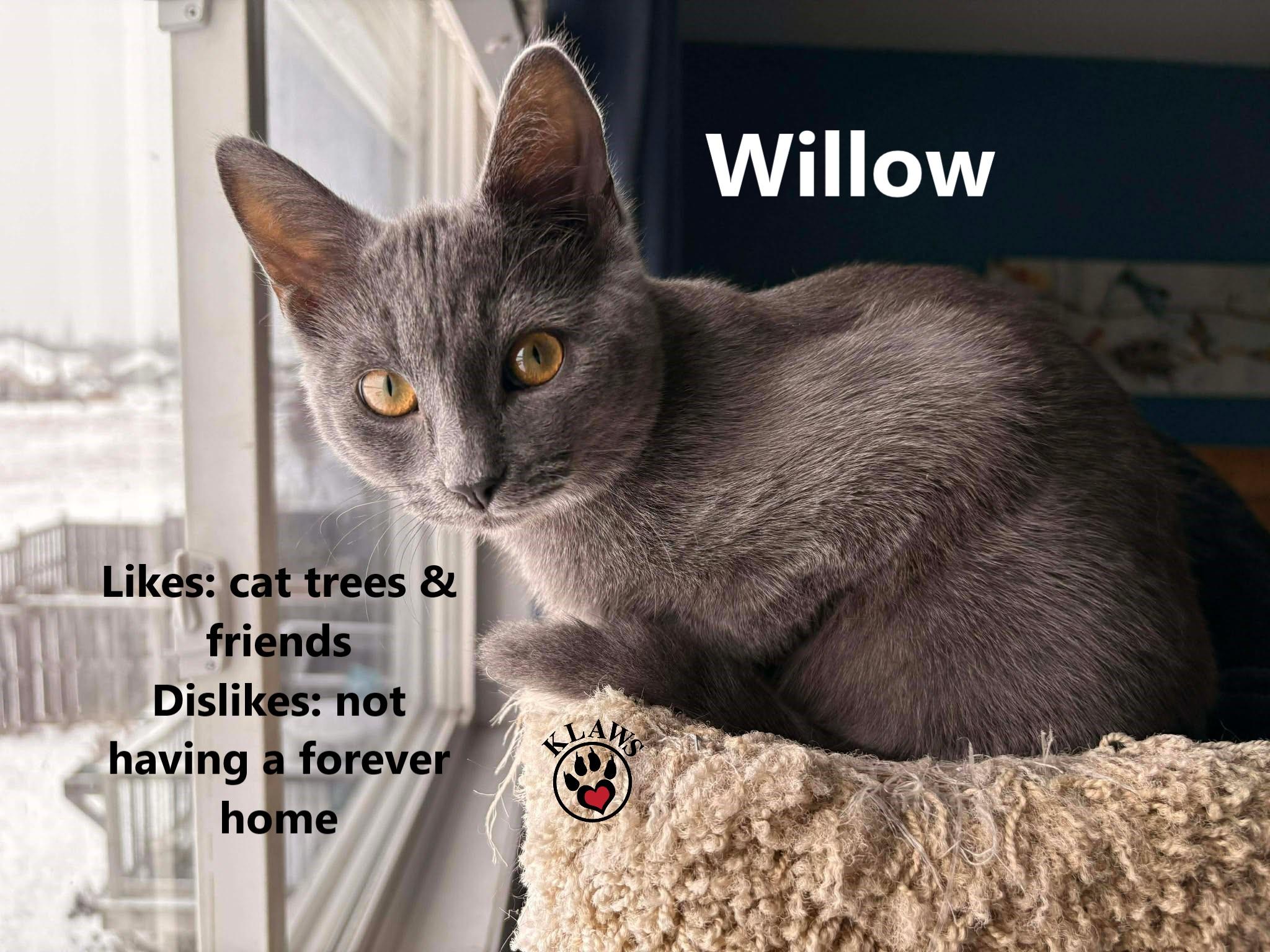 Willow, Adoptable, Kitten Female Domestic Short Hair.