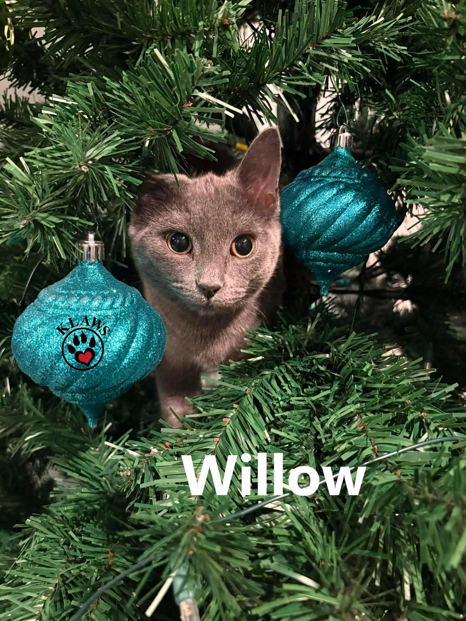 Willow, an adoption pending Domestic Short Hair in Lindsay, ON image 2/3