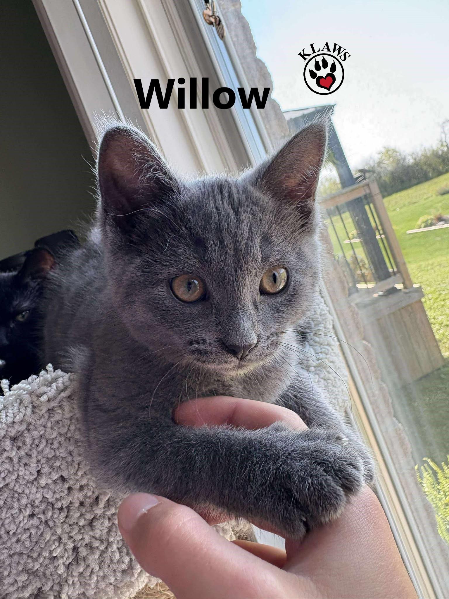 Willow 3