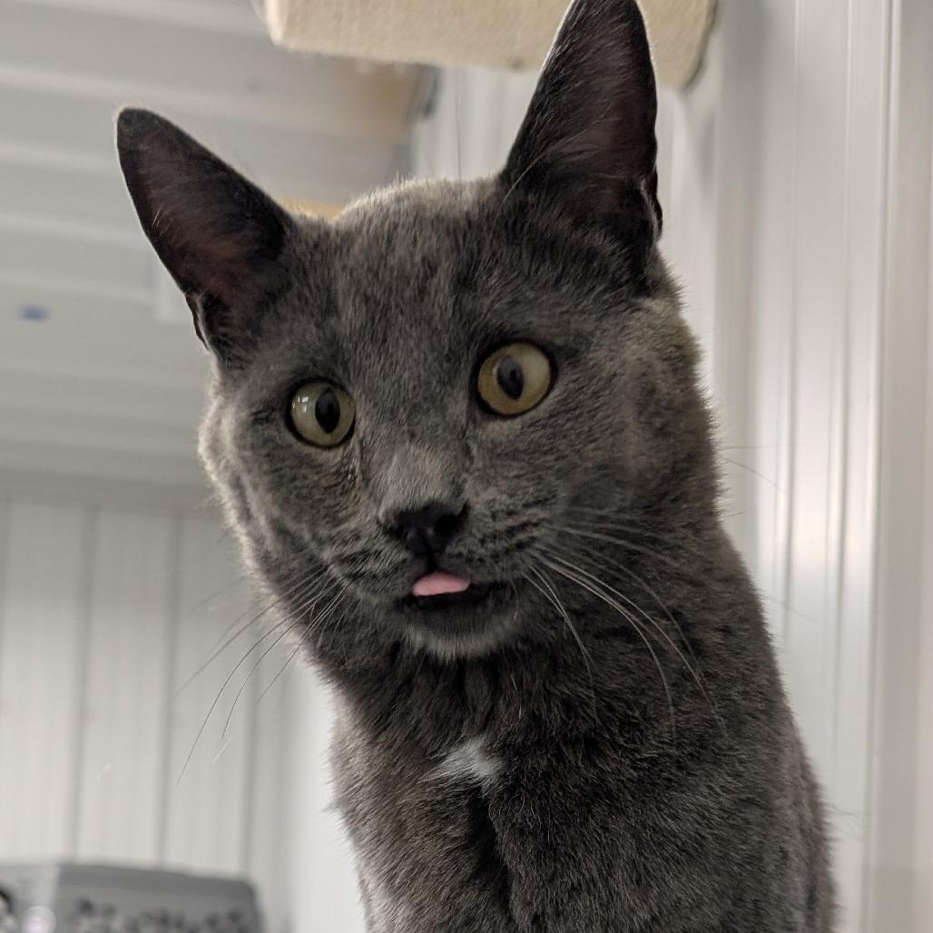 Chungus, Adoptable, Adult Male Domestic Short Hair.