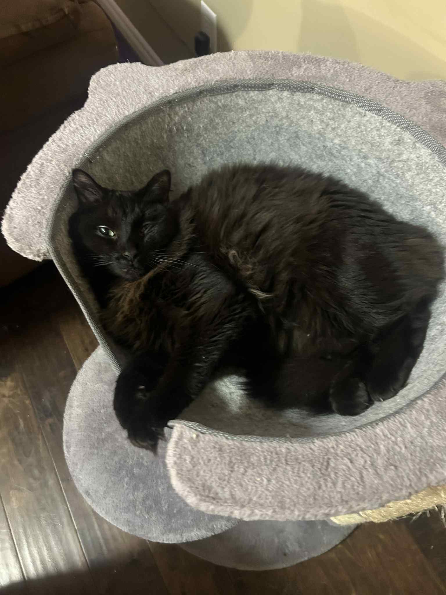 Enlarge Rootin Tootin Randy, a ADOPTABLE Domestic Medium Hair in London, ON image 5/5