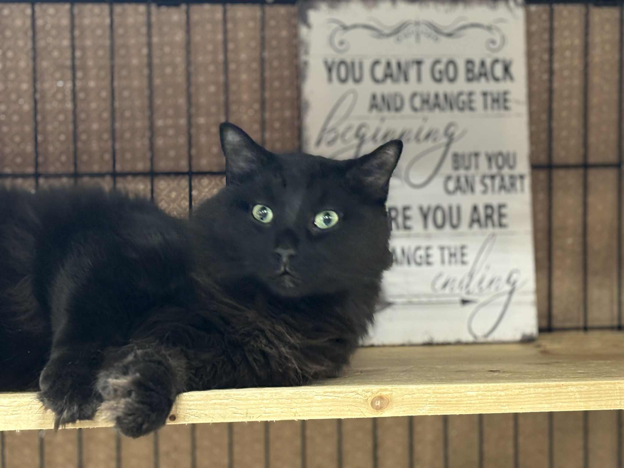 Enlarge Rootin Tootin Randy, a ADOPTABLE Domestic Medium Hair in London, ON image 3/5