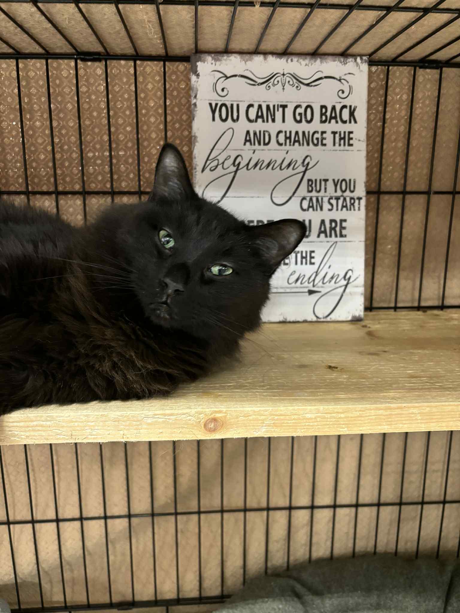 Enlarge Rootin Tootin Randy, a ADOPTABLE Domestic Medium Hair in London, ON image 1/5