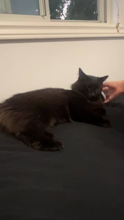 Enlarge Rootin Tootin Randy, a ADOPTABLE Domestic Medium Hair in London, ON video 4/5