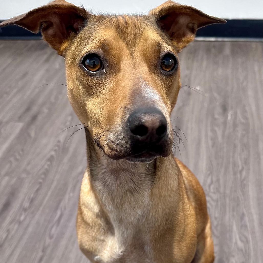 Blondie, a Adoptable Mixed Breed in Joliet, IL image 1/3