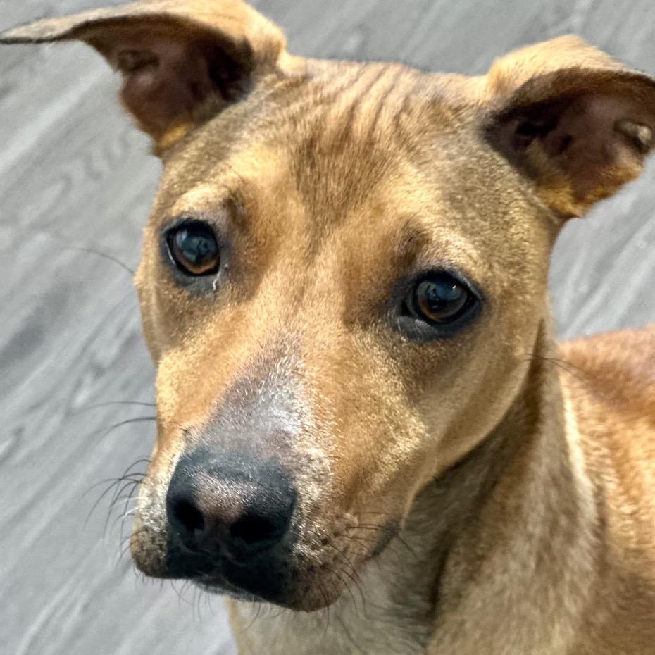 Blondie, a Adoptable Mixed Breed in Joliet, IL image 2/3