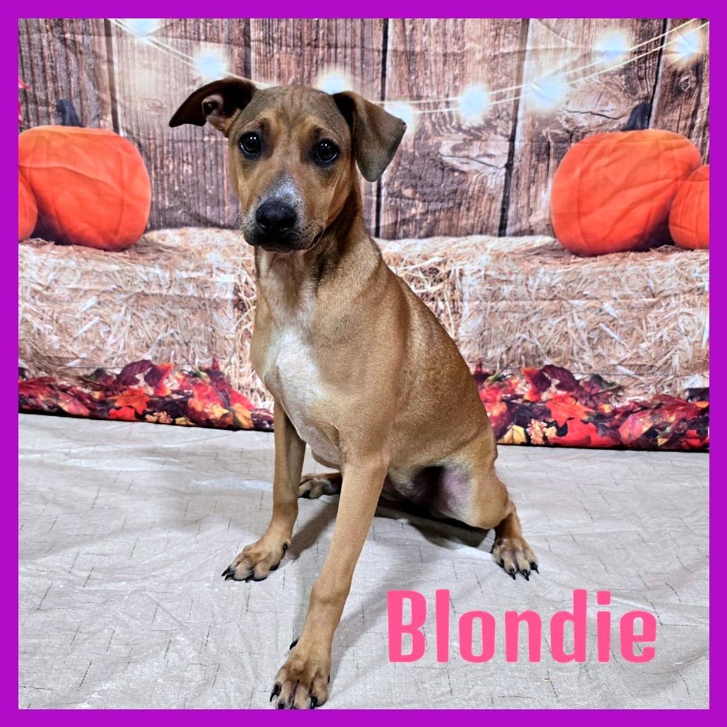 Blondie, a Adoptable Mixed Breed in Joliet, IL image 3/3