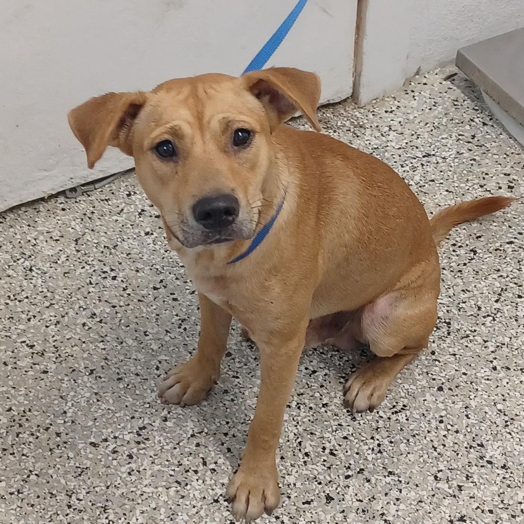 Enlarge Yale, a Adoptable mixed breed in Hattiesburg, MS image 1/3