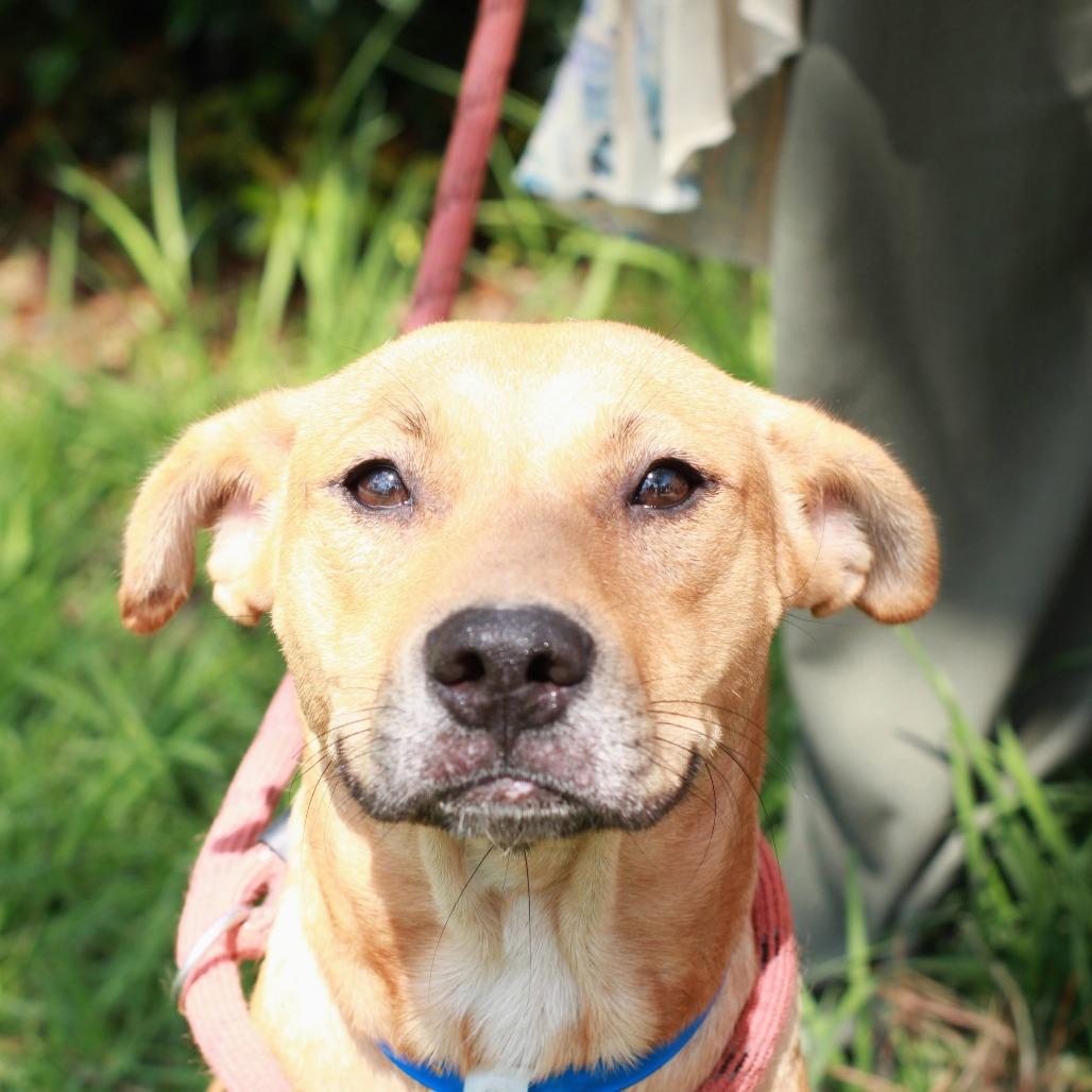 Enlarge Yale, a Adoptable mixed breed in Hattiesburg, MS image 2/3