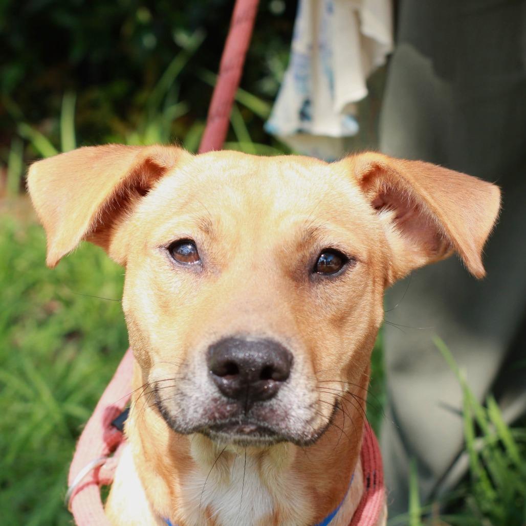 Enlarge Yale, a Adoptable mixed breed in Hattiesburg, MS image 3/3