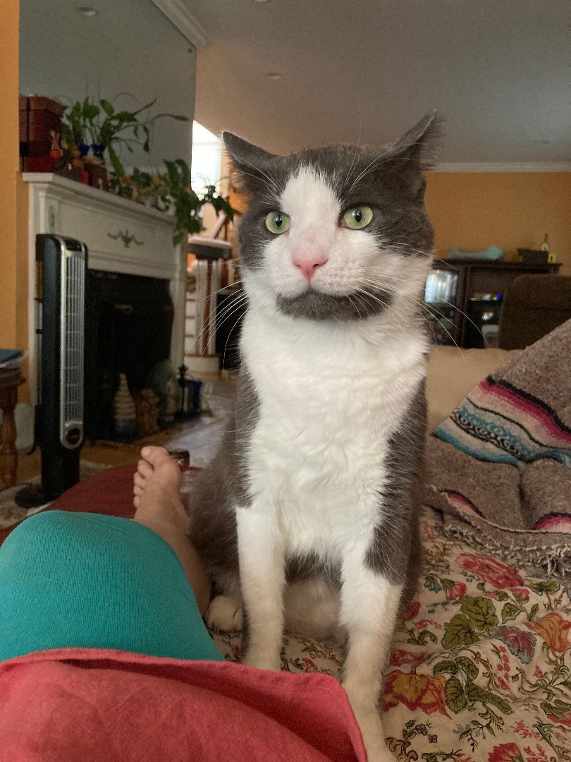 Grover FIV+ "Fabulous, Illuminating & Vibrant", Adoptable, Senior Male Tuxedo & Domestic Short Hair.