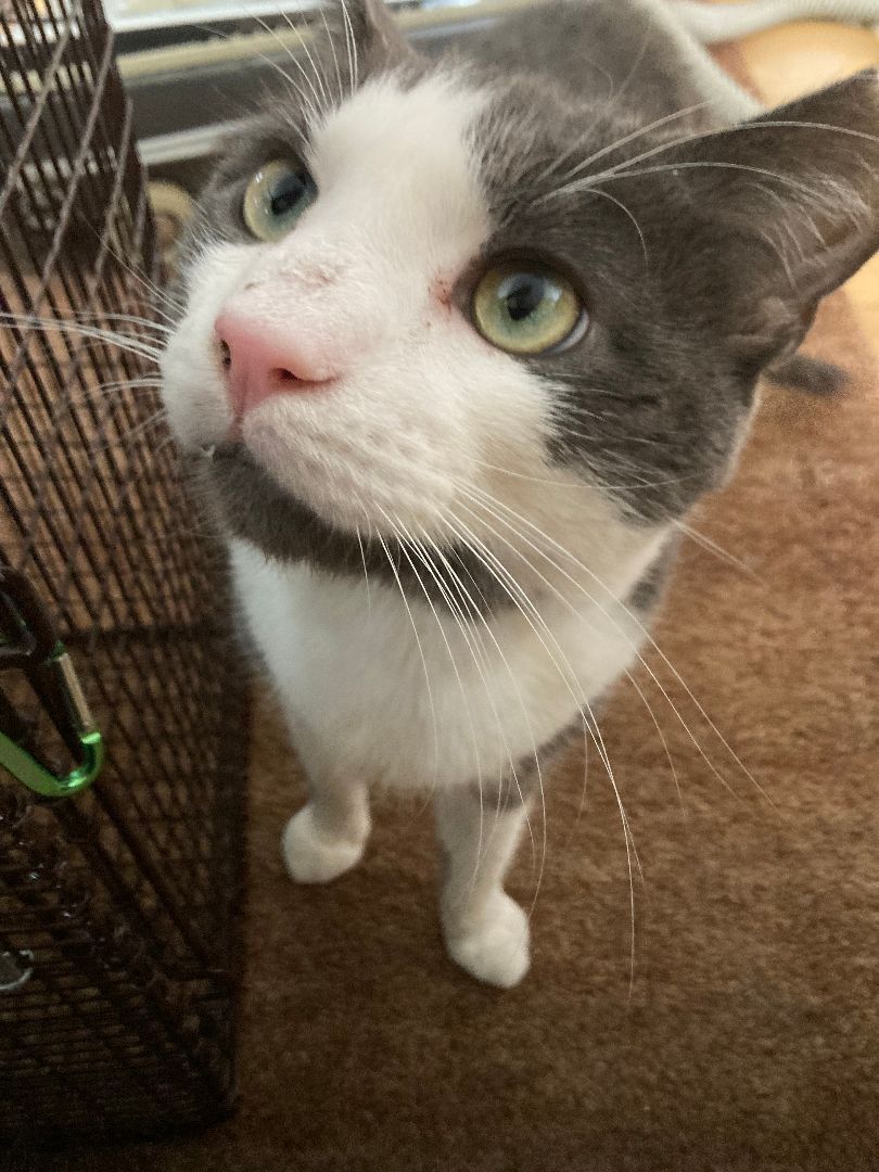 Grover FIV+ "Fabulous, Illuminating & Vibrant", a Adoptable mixed breed in Watchung, NJ image 2/3