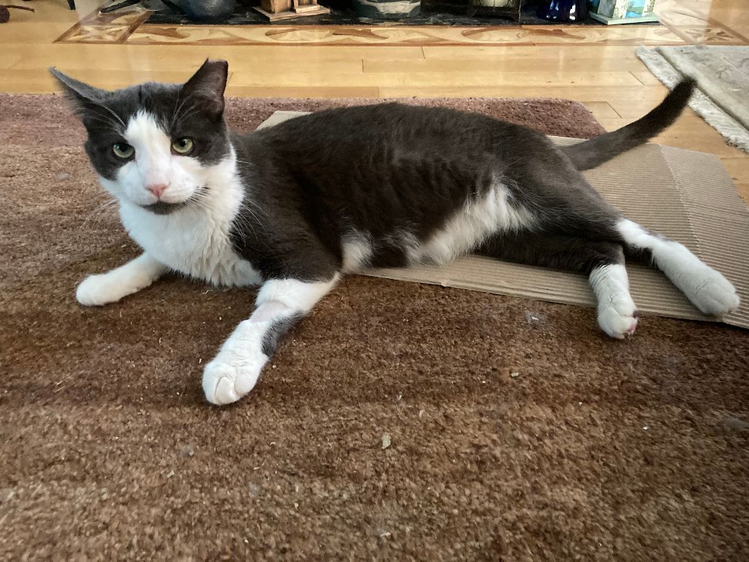 Grover FIV+ "Fabulous, Illuminating & Vibrant", a Adoptable mixed breed in Watchung, NJ image 3/3