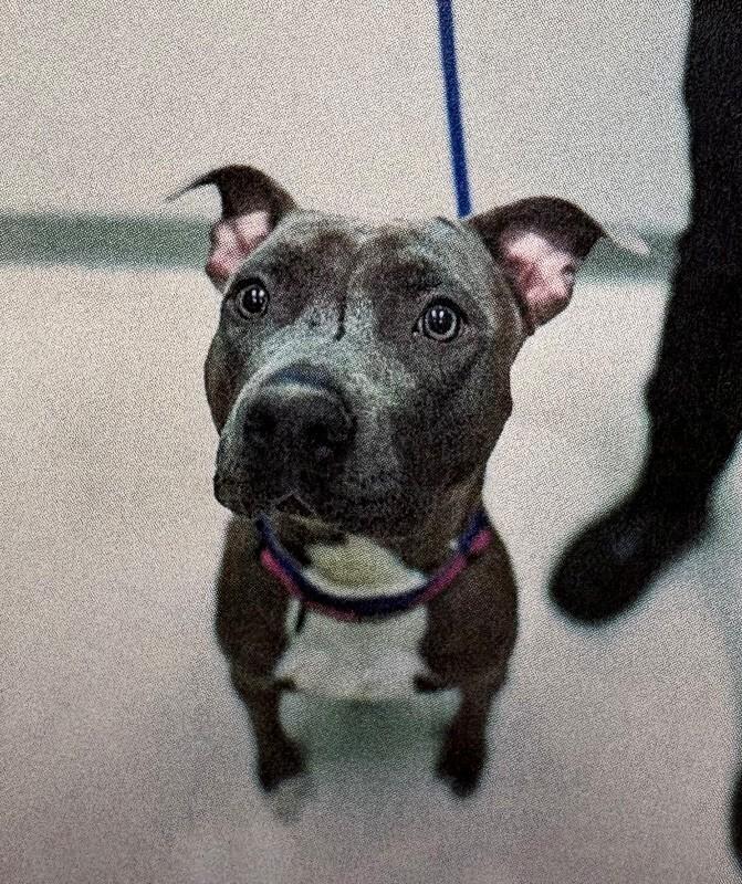 Enlarge Princess, a Adoptable American Staffordshire Terrier in Providence Forge, VA image 1/1