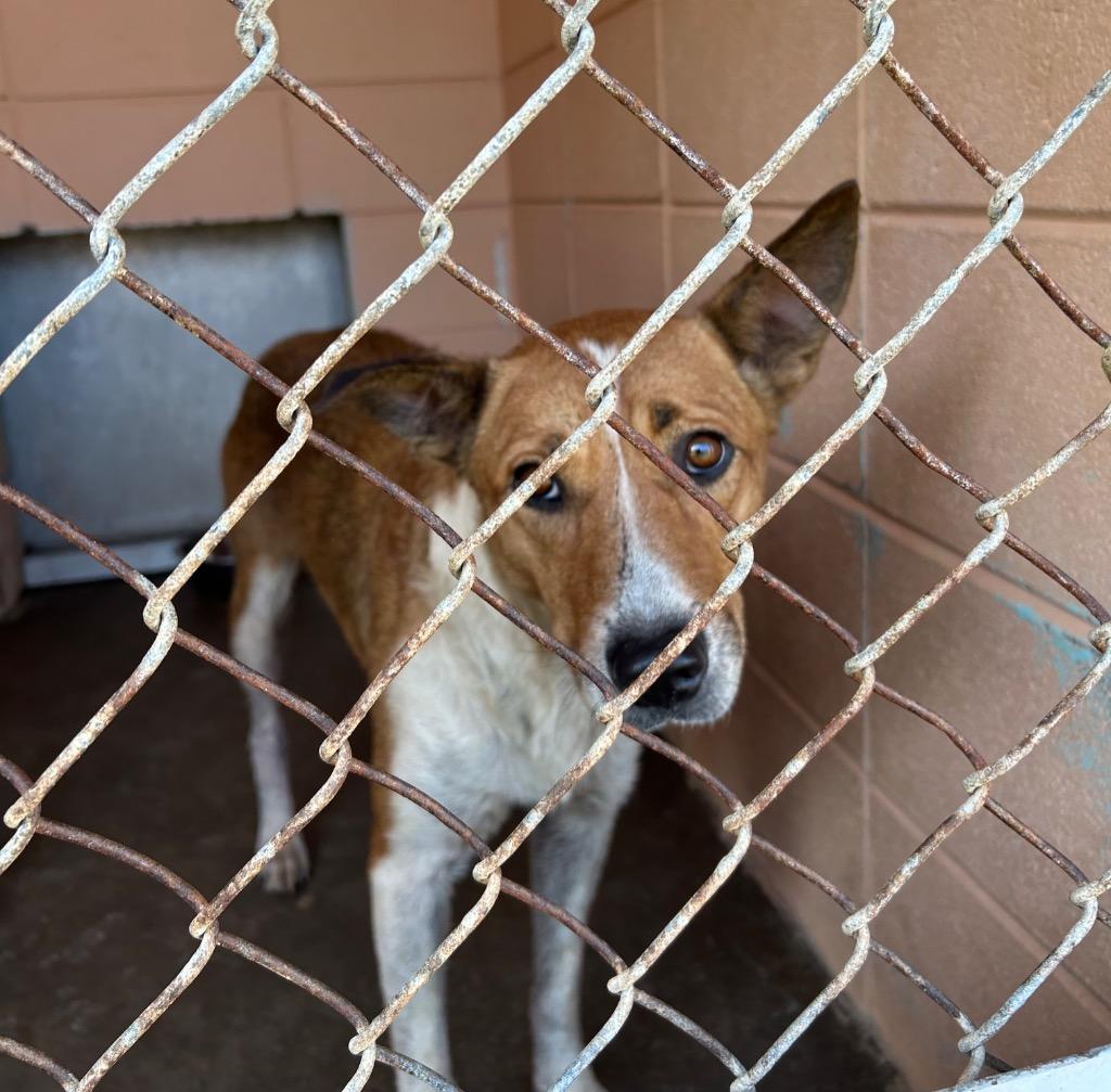 Chicka, Adoptable, Adult Female Australian Cattle Dog / Blue Heeler.