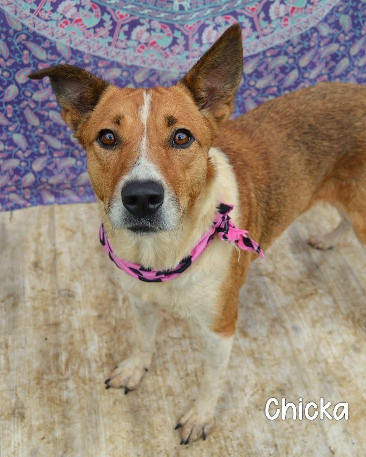 Enlarge Chicka, a Adoptable mixed breed in Gautier, MS image 2/2